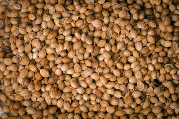 Top view of dried coriander fruits also known as coriander seeds.