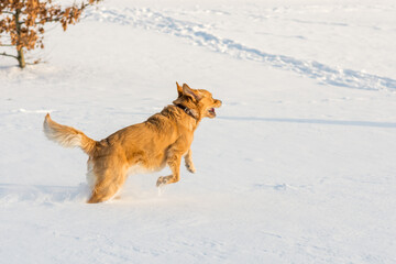 Golden retriever running on the snow at morning.