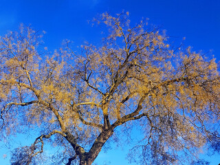 Fototapeta premium tree and sky