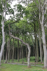 Fototapeta premium Gespensterwald