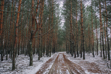 the road in the snowy winter pine forest 