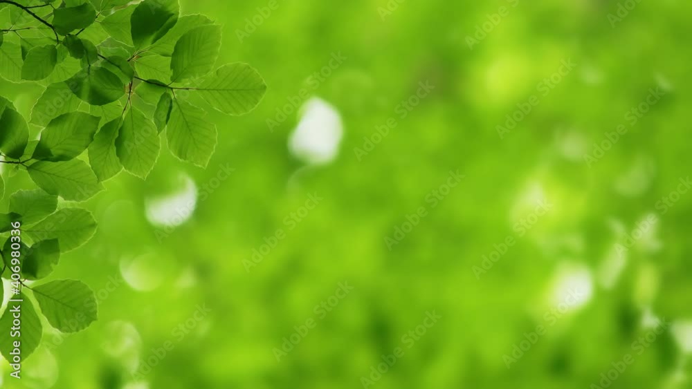 Aufkleber Green nature background with space for text. Spring green leaves sway in the wind. Slightly blurred green nature background with bokeh