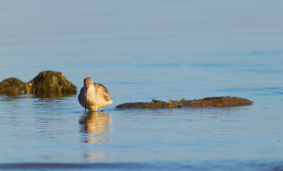 a beautiful nature and bird on the beach area, Dili Timor Leste