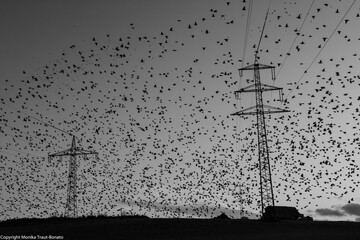 Vogelschwarm am Abendhimmel