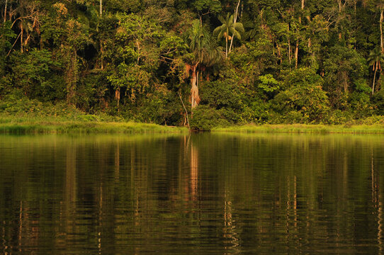 Many shades of green of water and vegetation at Lake Sandoval, an oxbow lake in Amazon rainforest, near Puerto Maldonado, Peru, tropical pristine nature and ecoregion important for wildlife diversity