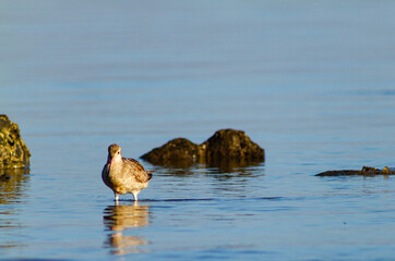 shorebird portrait when it was on the beach, Dili Timor Leste