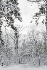 snow covered tree