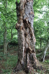 Obraz premium Wald