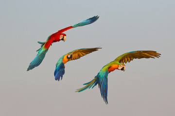 Colorful macaw parrots flying in the sky. © Passakorn