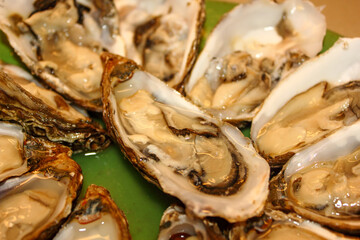closeup of platter of large open shell fresh oyster shellfish