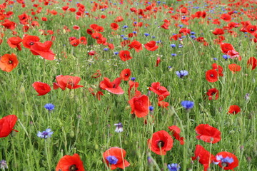 Fototapeta premium Mohnfeld