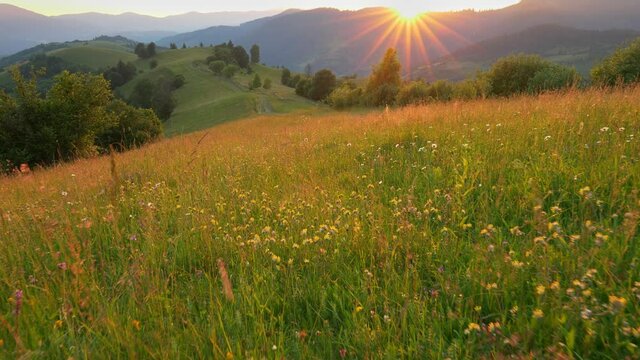 Camera moves through a summer green meadow in the mountains with many colorful flowers. Sun sets behind the mountain, forming beautiful rays and illuminating landscape. Great place to relax from the