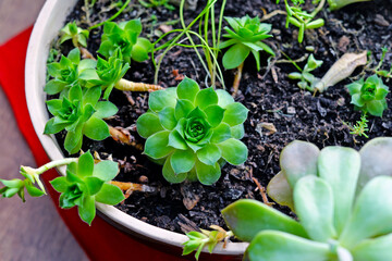 plant in a pot