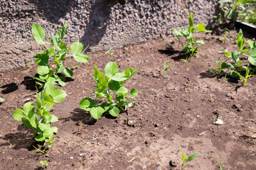Young pea shoots in the garden. Concept of agriculture. Pea sprouts in the garden. Green head shoots. Fresh shoots. Healthy food. Sprouted peas in organic soil.