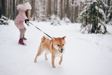 Happy family weekend - little cute girl in pink warm outwear walking having fun with red shiba inu dog in snowy white cold winter forest outdoors. Kids sport vacation activities concept.