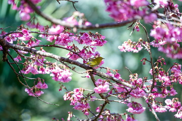 Yellow bird with pink flowers