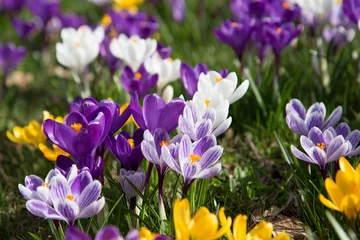 Fotobehang Krokus Krokusse   © Janina_PLD