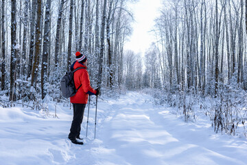 Walk in winter forest. Nordic walking - adult man hiking in winter forest.