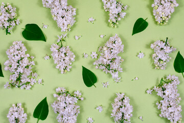 White lilac flowers and green leaves on a light green background. The basis for the postcard. Top...