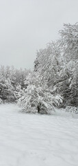 Quiddelbach Germany January 2021 snowy landscape, lonely tree in front of forest area