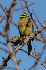 Cirl Bunting (Emberiza cirlus) perched on a branch