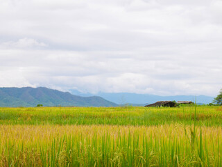 Rice fields and sky with mountain