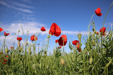 Obraz premium Mohnfeld