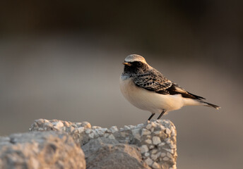 Portrait of a Pied wheatear at Busaiteen, Bahrain