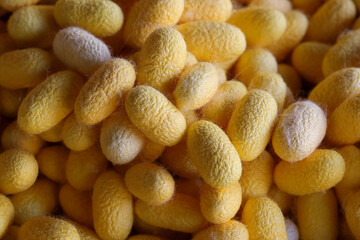 Close up of yellow cocoon details the nature of the cocoon shell