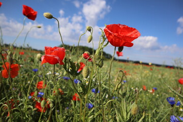 Naklejka premium Mohnfeld