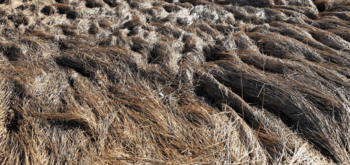 dry grass from under the snow in the sun