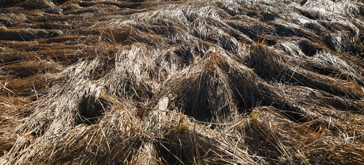 dry grass from under the snow in the sun