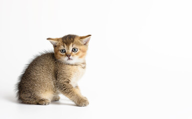 Kitten golden ticked british chinchilla straight sits on a white background