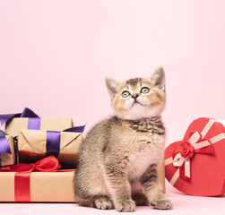 kitten Scottish golden chinchilla straight breed sits on a pink background and boxes with gifts