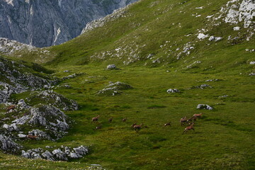 Flock of chamois running over a pasture in mountains