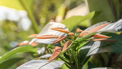 young shoots leaves of mango tree