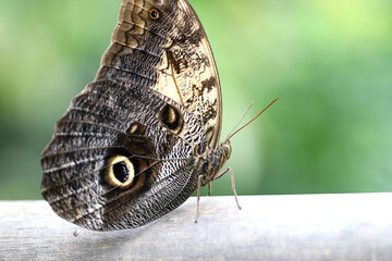 Fototapeta premium Nahaufnahme von einem Idomeneus- Bananenfalter - mit Textfreiraum 