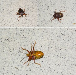 The forest bug or red-legged shieldbug (Pentatoma rufipes) on its back