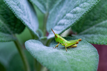 Sage Leaves with Grasshopper