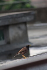 blackbird on a fence