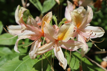 Obraz premium Lilien