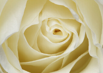 Rose petals closeup
