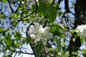 Simple white flowers of apple tree against blue sky in April
