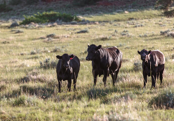 Beautiful white faced cow with horns and her calf with her herd of black angus cattle in the Pryor...