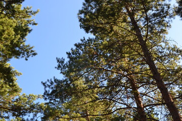 trees and sky
