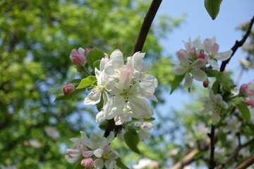 Tender white flowers of apple tree against blue sky in April