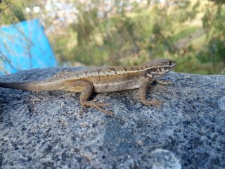 lizard on the rock