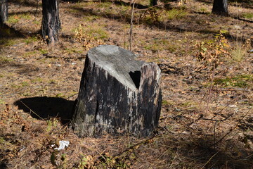 old stump in the woods