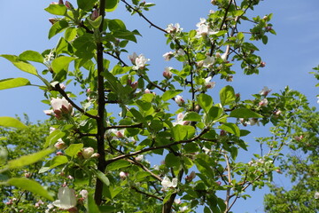Fototapeta na wymiar Thick branch of blossoming apple tree against blue sky in April