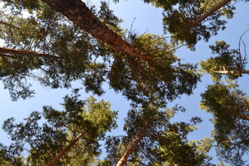 Fototapeta premium pine tree branches